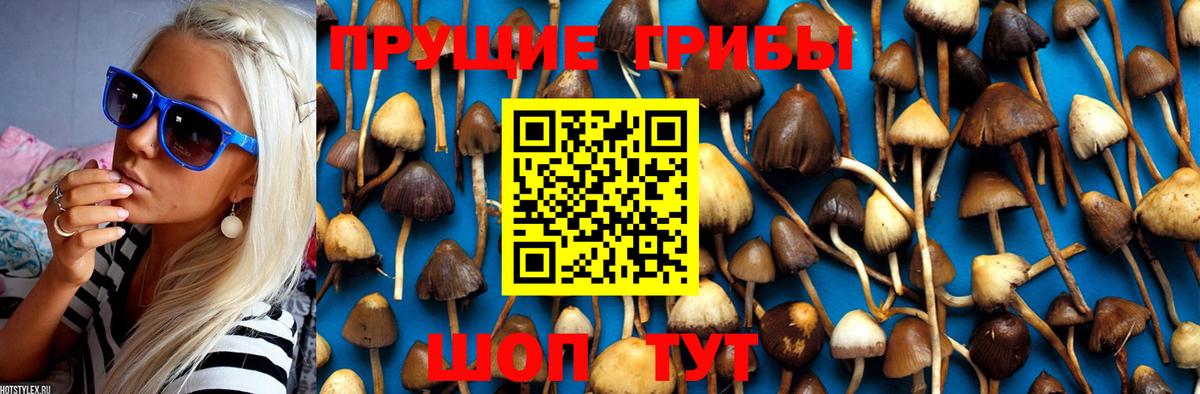 Псилоцибиновые грибы Psilocybe  Фурманов 