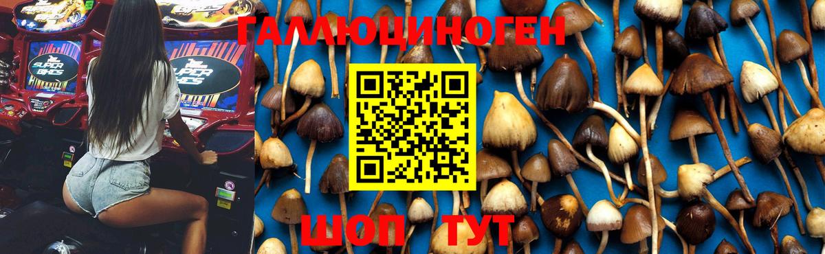 Псилоцибиновые грибы Psilocybe Фурманов
